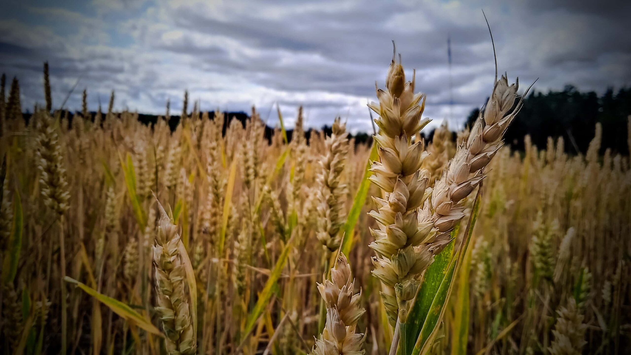 Campo de cebada